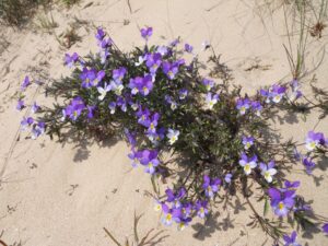 bouquet de violettes des sables