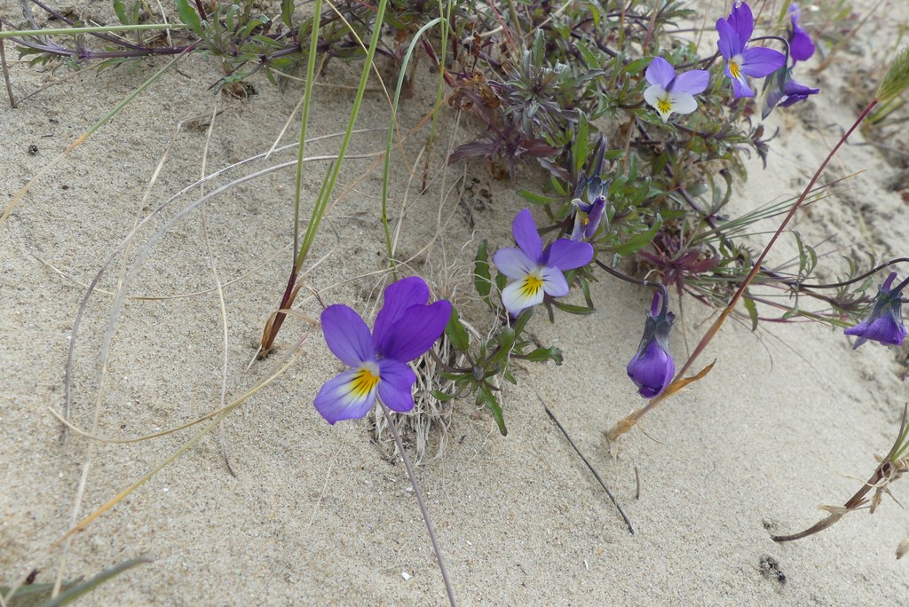 une fleur des sables
La pensée de Curtis