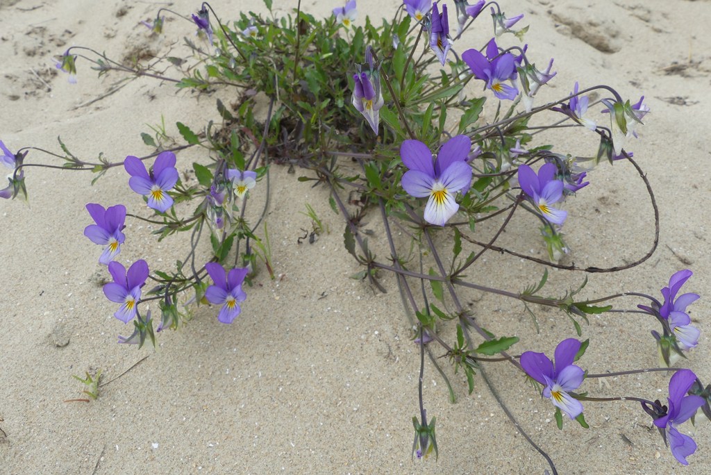 une fleur des sables La pensée de Curtis